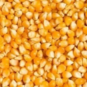 Mid-South – Whole Corn – 50lbs